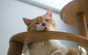 Kratzbaum modern design - Pawsometime