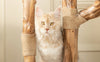 Naturkratzbaum Katze - Pawsometime