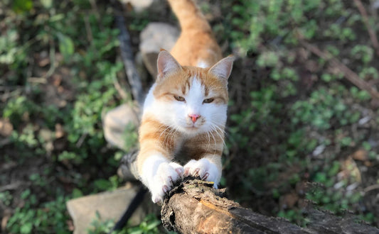 Kratzbaum Schmal - Pawsometime