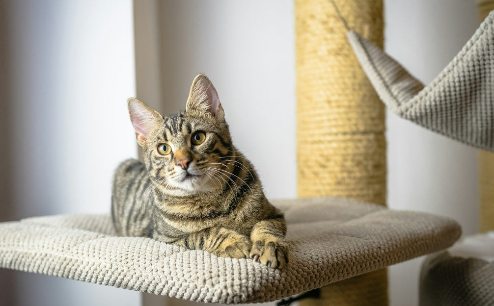 Kratzbaum XXL - Pawsometime