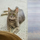 Katzen Kratzteppich - Pawsometime