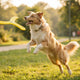Interaktive Hundefrisbees Mehr als nur Apportieren - PAWSOMETIME