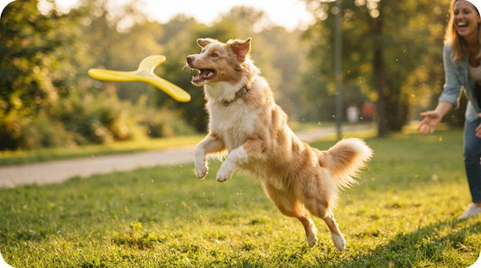 Interaktive Hundefrisbees Mehr als nur Apportieren - PAWSOMETIME