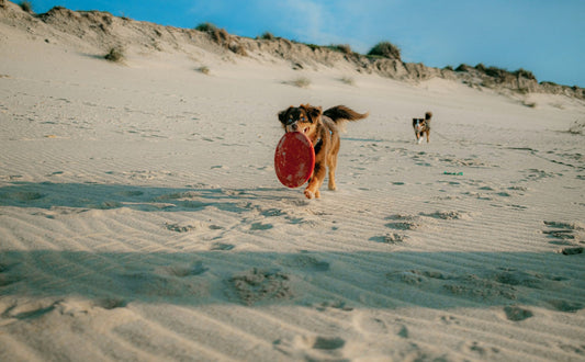 Mehr Ruhe für deinen Hund: Beschäftigungsspielzeug bei Angst - PAWSOMETIME