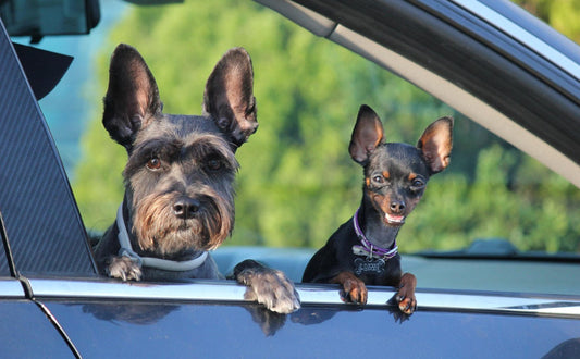 Hund Kuscheltiere - Pawsometime