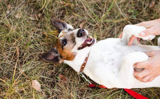 Hund Spielzeug - Pawsometime