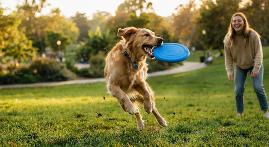 Multifunktions-Hundefrisbee Spielzeug Futter Wasserspender - PAWSOMETIME