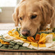 Foraging bei Hunden fördern mit natürlichen Suchstrategien - PAWSOMETIME