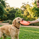 Hundefrisbee - PAWSOMETIME