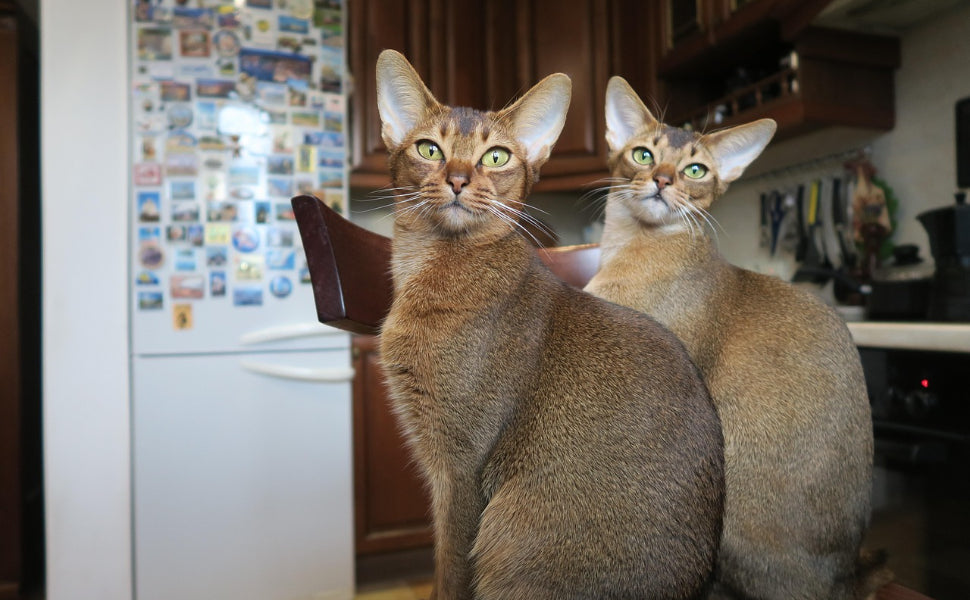 Sind Abessinierkatzen aktiv - Pawsometime