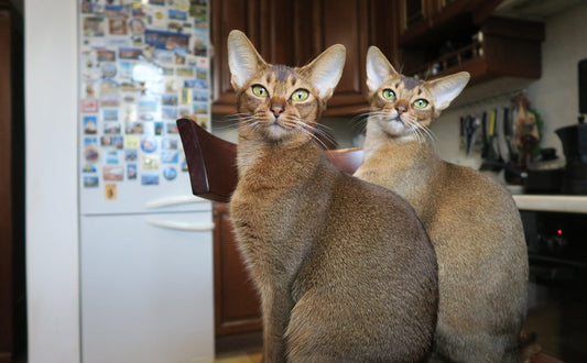 Sind Abessinierkatzen aktiv - Pawsometime