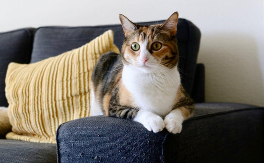 Kratzbrett für Katzen - Pawsometime