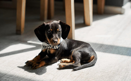 Kuscheltier für Welpen - Pawsometime