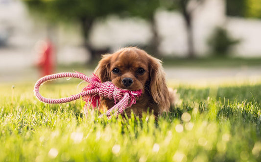 Welpenspielzeug - Pawsometime