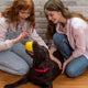 Spielstil beim Hund erkennen und verstehen - PAWSOMETIME
