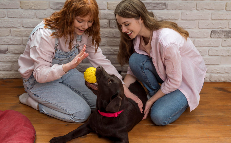 Spielstil beim Hund erkennen und verstehen - PAWSOMETIME