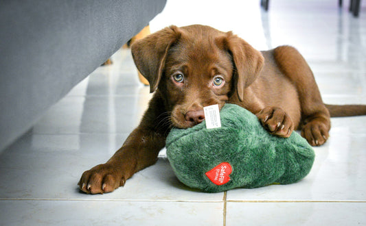 Hund Kuscheltiere - Pawsometime