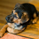 Trigger-Tagebuch für Hunde verstehen und nutzen - PAWSOMETIME