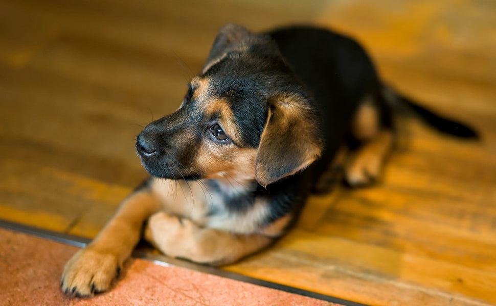 Trigger-Tagebuch für Hunde verstehen und nutzen - PAWSOMETIME