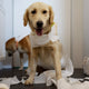 hundespielzeug unzerstörbar - PAWSOMETIME