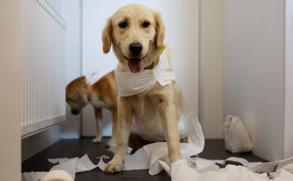 hundespielzeug unzerstörbar - PAWSOMETIME