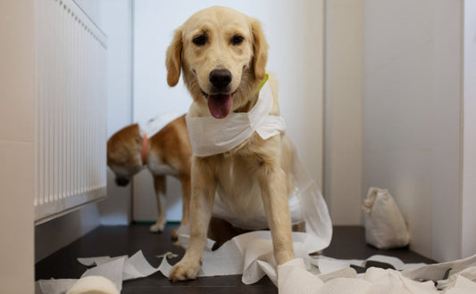 hundespielzeug unzerstörbar - PAWSOMETIME