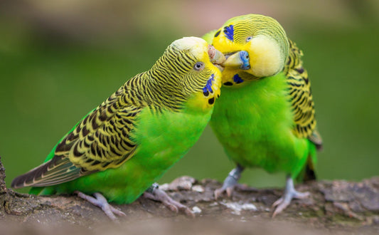 Wie alt werden Wellensittiche - Pawsometime