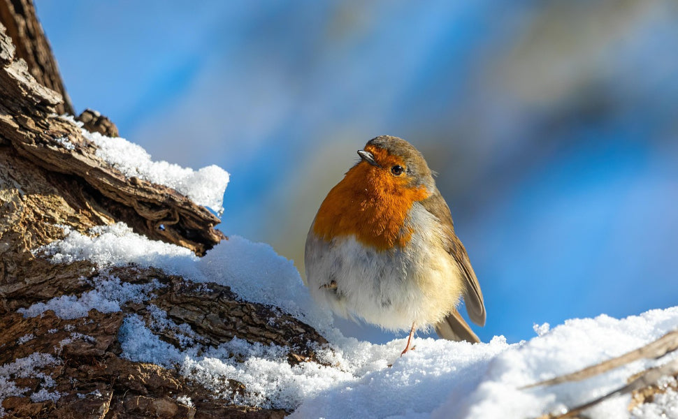 Welche Vögel singen nachts - Pawsometime