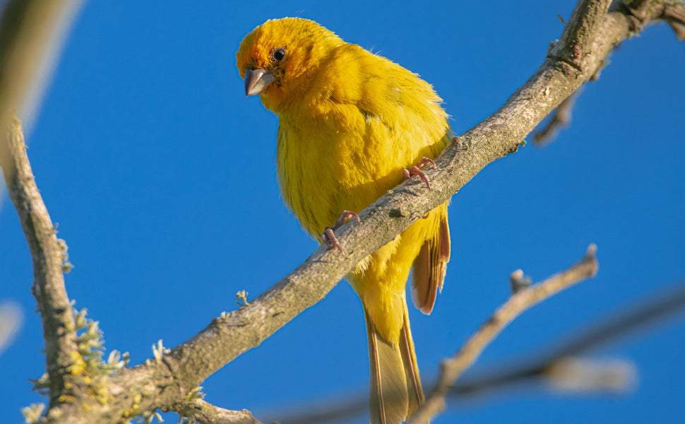 Was essen Vögel - Pawsometime