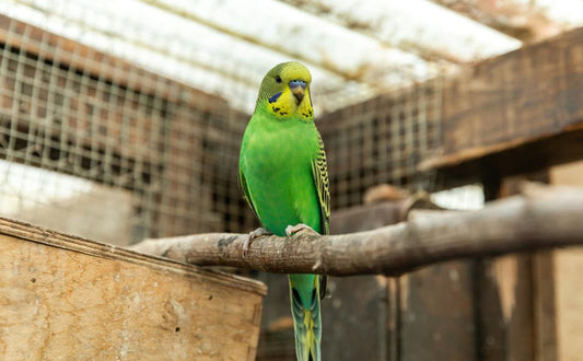 Die umfassenden Vorteile von Wellensittich-Spielzeugen: Von körperlicher Gesundheit bis zum seelischen Wohlbefinden