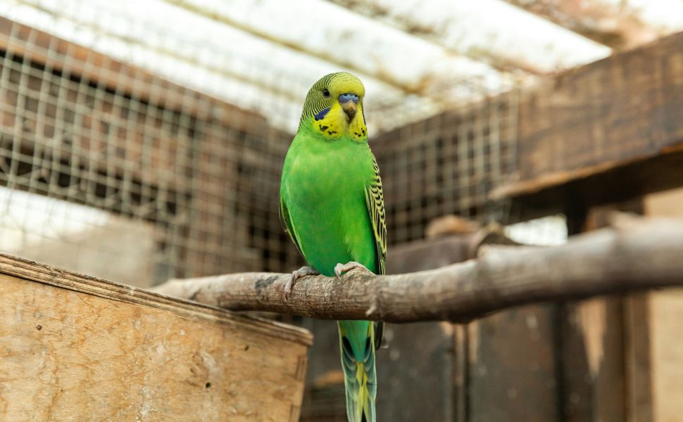 Die umfassenden Vorteile von Wellensittich-Spielzeugen: Von körperlicher Gesundheit bis zum seelischen Wohlbefinden