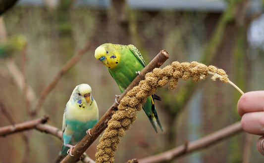 Fressen im Vogelspielzeug - Pawsometime