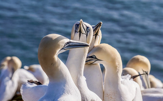 Wie schlafen Vögel - Pawsometime