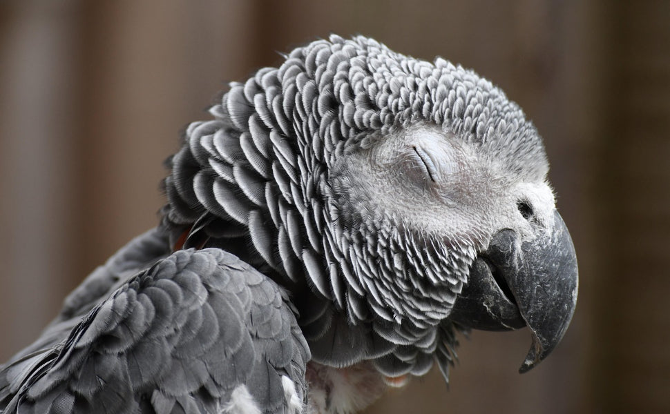 Wo schlafen Vögel in der Nacht - Pawsometime