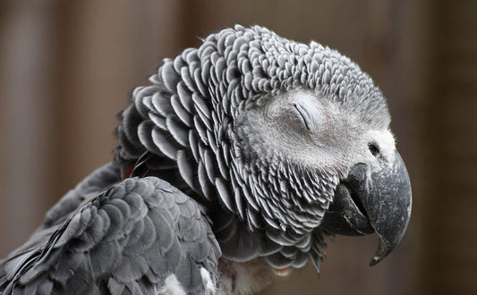 Wo schlafen Vögel in der Nacht - Pawsometime