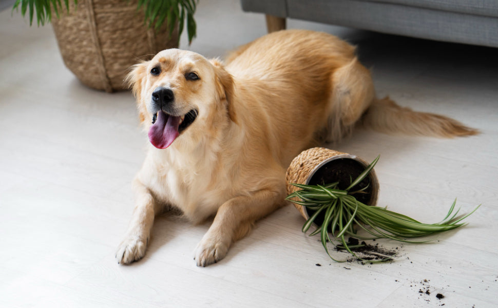 Intelligenzspielzeug Hund - Pawsometime