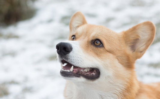 Beschäftigungsspielzeug für Hunde - Pawsometime