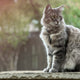 Kratzbaum grosse Katzen - Pawsometime
