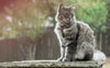 Kratzbaum grosse Katzen - Pawsometime