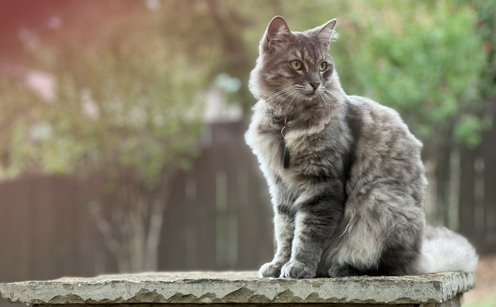 Kratzbaum grosse Katzen - Pawsometime