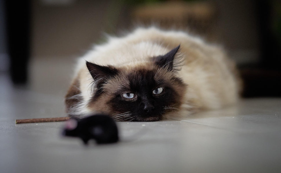 Katzenspielzeug Maus - Pawsometime