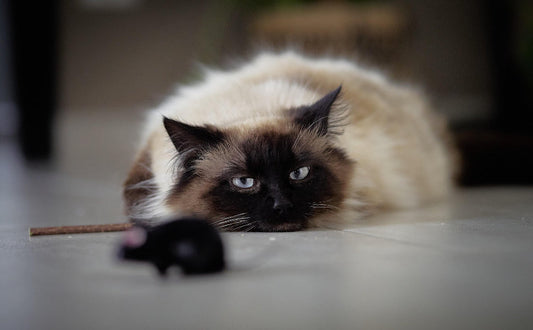 Katzenspielzeug Maus - Pawsometime