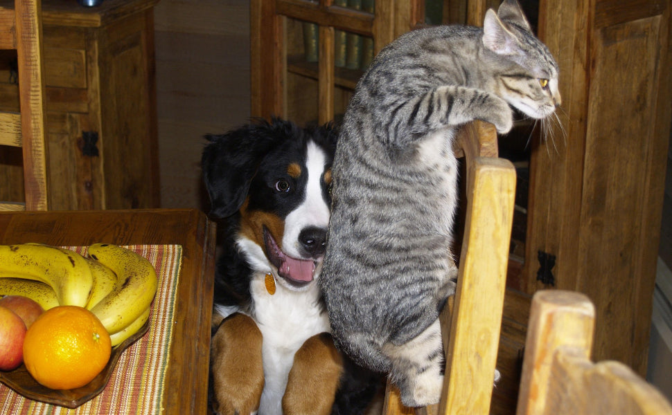 Spielball Katze - Pawsometime