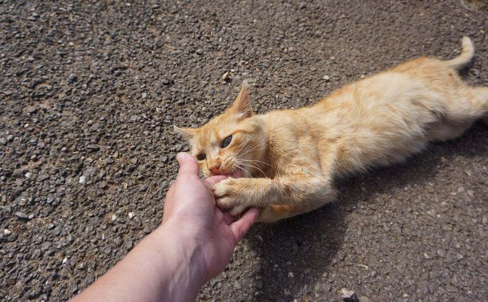 laserpointer katze - Pawsometime