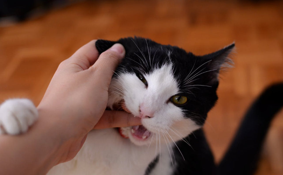 Katzenspielzeug Ball - Pawsometime