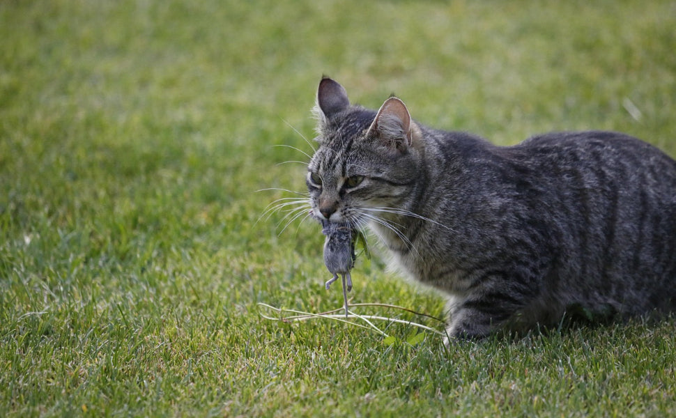 Katzenspielzeug elektrisch - Pawsometime