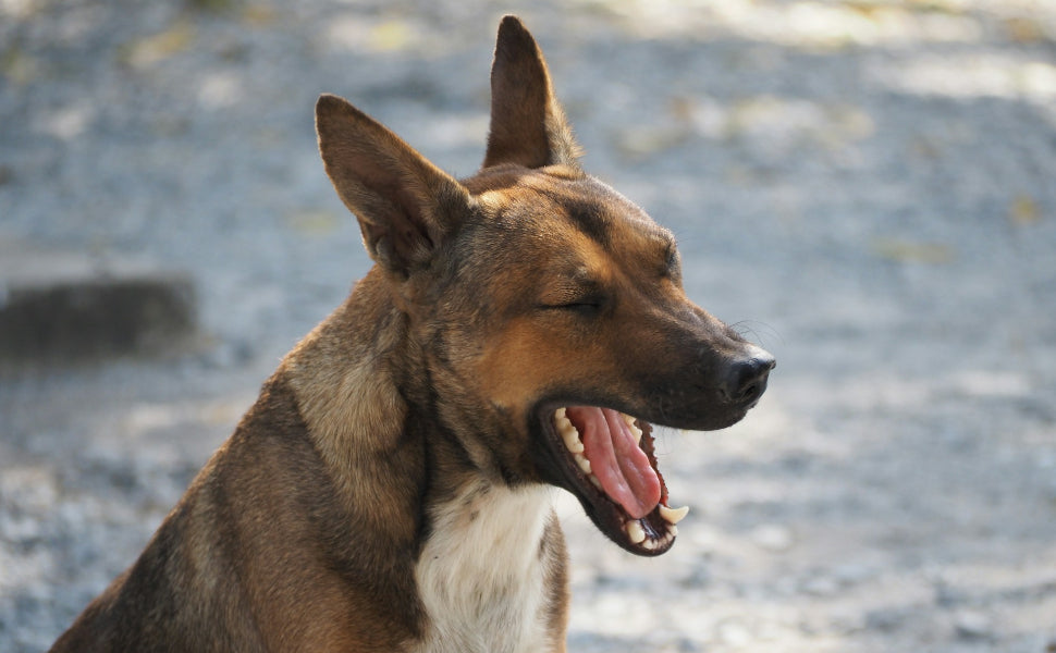 Hundespielzeug quietschen - Pawsometime