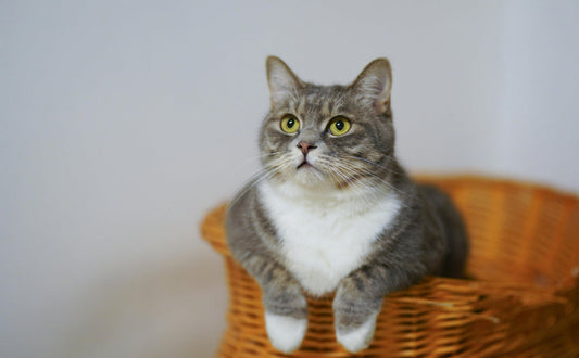 Schöne Katze - Pawsometime