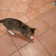 Katze mit Laserpointer - Pawsometime