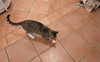 Katze mit Laserpointer - Pawsometime